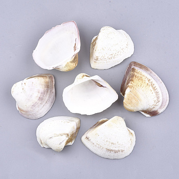 Natural Trochid Shell/Trochus Shell Beads, Undrilled/No Hole Beads, Creamy White, 44~60x53~70x18~24mm