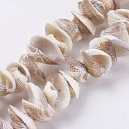Natural Ark Shell Beads Strands, Sea Shell Beads, 4.5~8x15~22x12~17mm, Hole: 0.5mm, 15.3 inch(BSHE-K012-06)
