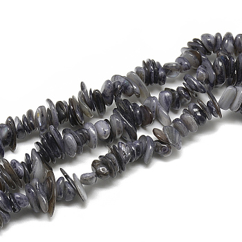 Freshwater Shell Beads Strands, Dyed, Chip, Gray, 8~28x6~8x1~4.5mm, Hole: 1mm, about 340~380pcs/strand, 29.9 inch