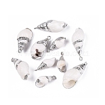 Electroplate Natural Sea Shell Pendants, Shell Shape Charms, with Iron Loops and Brass Findings, White, Platinum, 19~32x9~15x7~13mm, Hole: 1.6~1.8mm(SSHEL-Q100-01P)